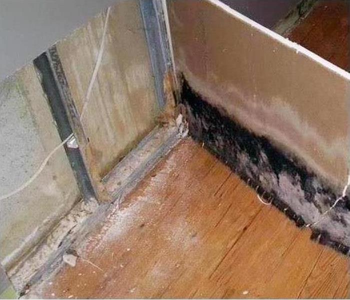 Mold in dry wall 